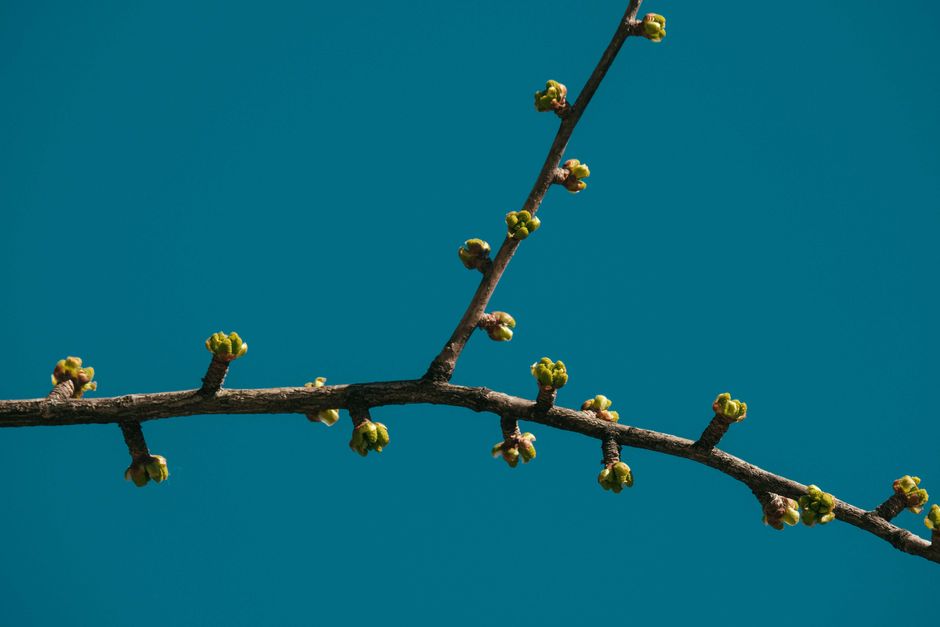 Bourgeons apparaissant sur une branche, image du temps nécessaire à la transformation